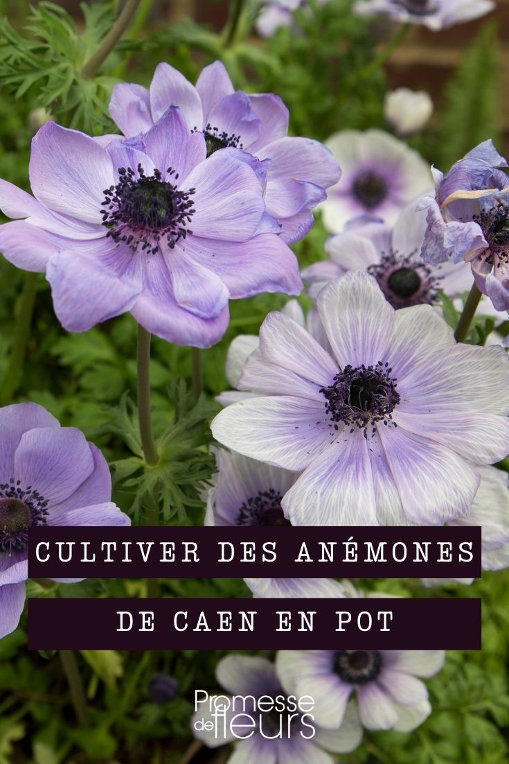 Growing Caen Anemone in Pots
The Caen anemone, or Anemone coronaria, is a charming and vibrant flower that can add a splash of colour to any garden or balcony. Cultivating these delightful blooms in pots is not only feasible but also quite rewarding. Here’s a step-by-step guide to help you successfully grow Caen anemones in containers.
### Choosing the Right Pot
Select a pot that is at least 20-25 cm deep with adequate drainage holes to prevent waterlogging, which can lead to root rot. Terracotta or ceramic pots are ideal as they allow the soil to breathe, promoting healthier root development.
### Soil and Planting
Anemone coronaria thrives in well-draining, fertile soil. Mix garden soil with compost and a handful of sand to improve drainage. Plant the anemone bulbs in autumn, placing them 5-8 cm deep and about 10-15 cm apart. Position the bulbs with the pointy end facing up.
### Location
Place your pot in a location that receives full sun to partial shade. Anemones need plenty of light, especially in the morning, to bloom profusely.
### Watering
Water the anemones regularly to keep the soil moist but not waterlogged. Reduce watering after the blooming period is over, and allow the soil to dry out slightly between waterings.
### Feeding
Feed your anemones with a balanced liquid fertilizer every four weeks during the growing season to encourage vibrant blooms.
### Aftercare
Once the blooming period is over, reduce watering and allow the leaves to die back naturally. This helps the plant to gather energy for the next blooming season. You can either leave the bulbs in the pot or remove and store them in a cool, dry place until the next planting season.
### Common Pests and Diseases
Keep an eye out for common pests such as aphids and fungal diseases like mildew. Treat infestations early with appropriate organic pesticides or fungicides.
By following these simple steps, you can enjoy the beautiful blooms of Caen anemones right on your patio or balcony. Happy gardening! Growing Caen Anemone in Pots