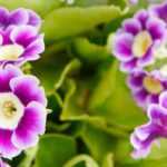 Growing a Primula auricula in a pot