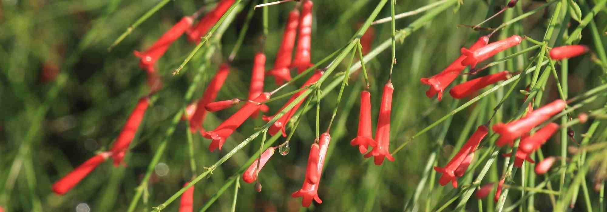 Growing a Russelia in a pot