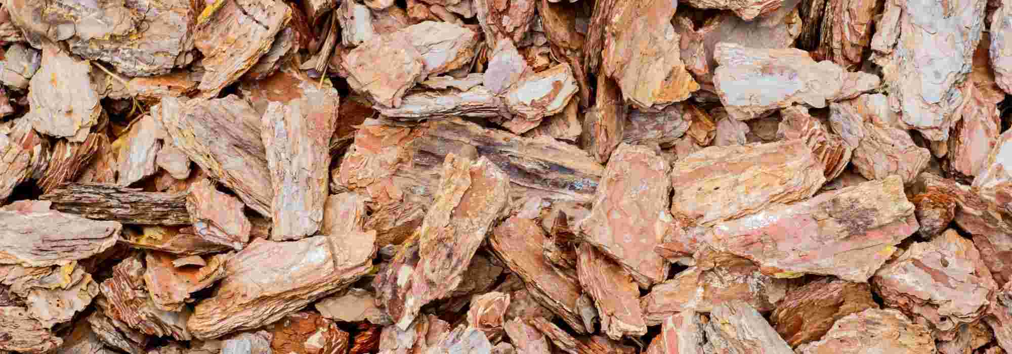 Pine bark: uses, advantages and disadvantages