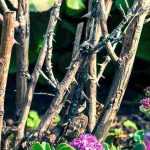 How to remove an old rose bush?