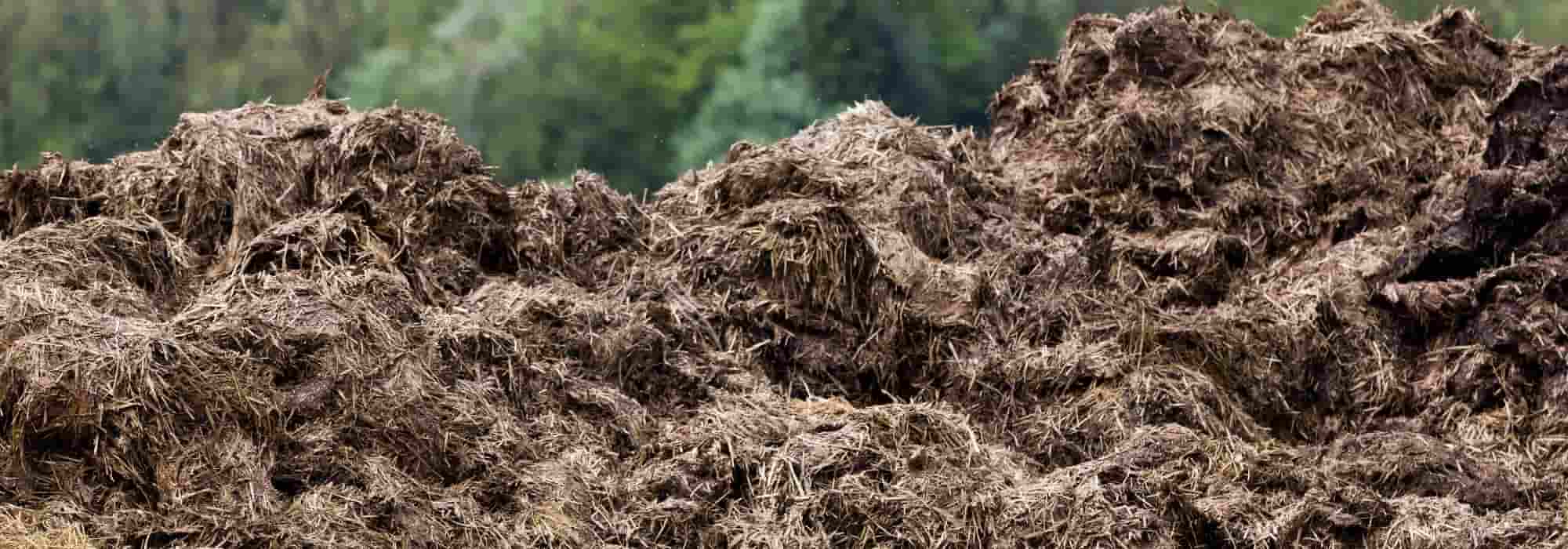 When and how to use manure in the vegetable garden?