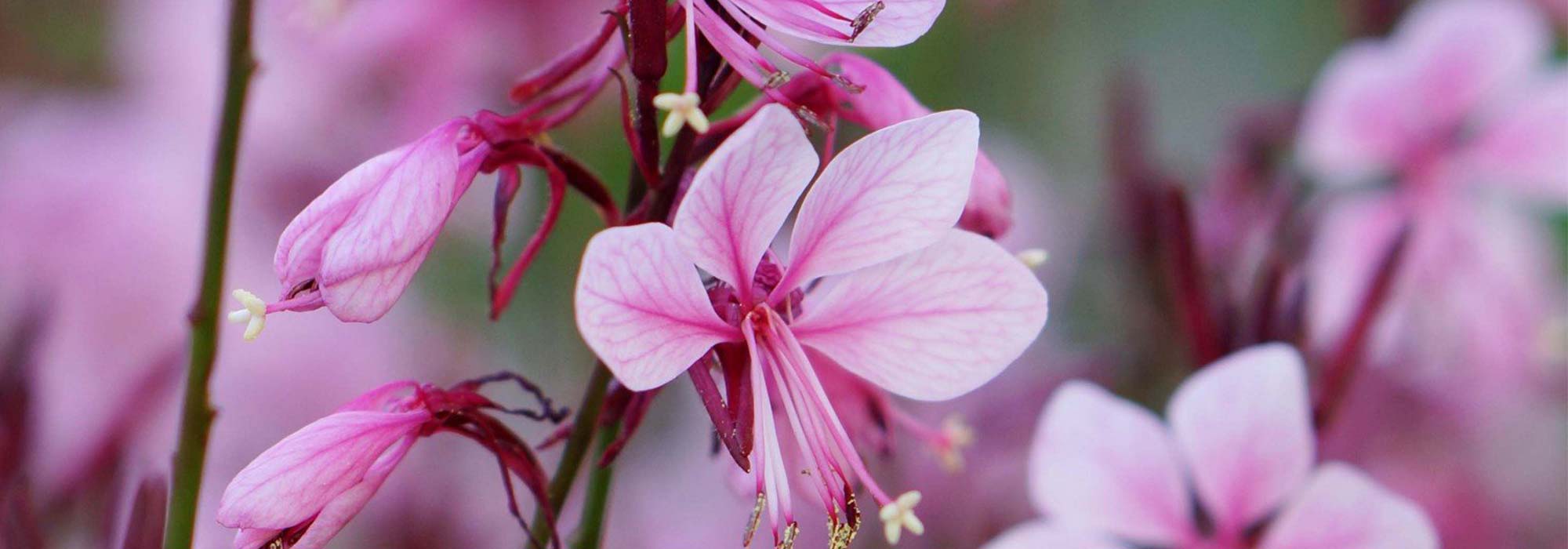 Growing a Gaura in a pot