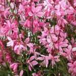 How to propagate <em>Gaura</em>? Our tutorial