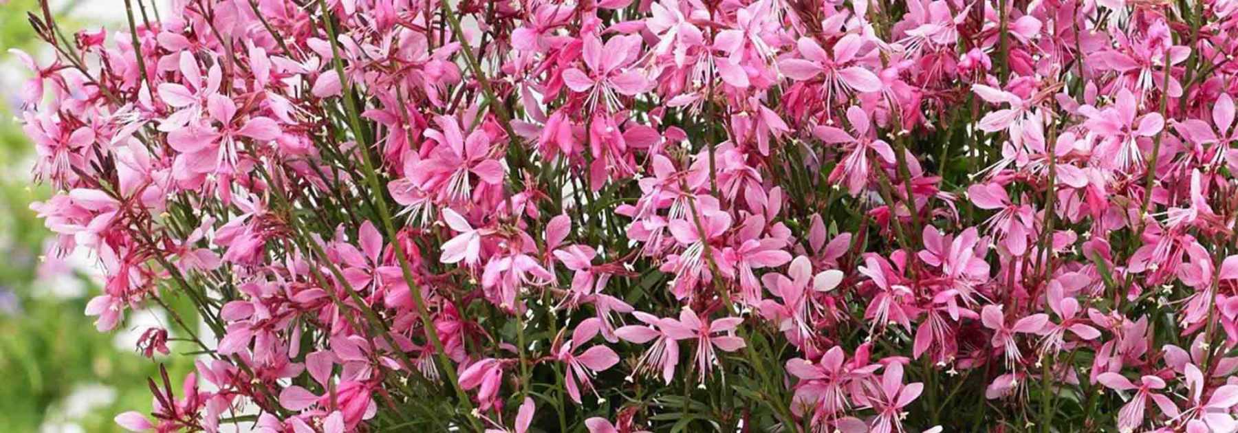 How to Propagate Gaura? Our Step-by-Step Guide