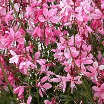 How to Propagate Gaura? Our Step-by-Step Guide