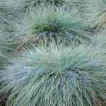7 blue grasses
