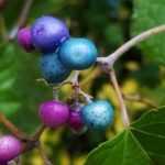 6 climbing plants with decorative fruits