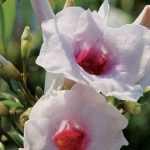 6 climbing plants that flower all summer