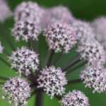 Associate the angelicas