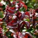 How to choose a leucothoe?