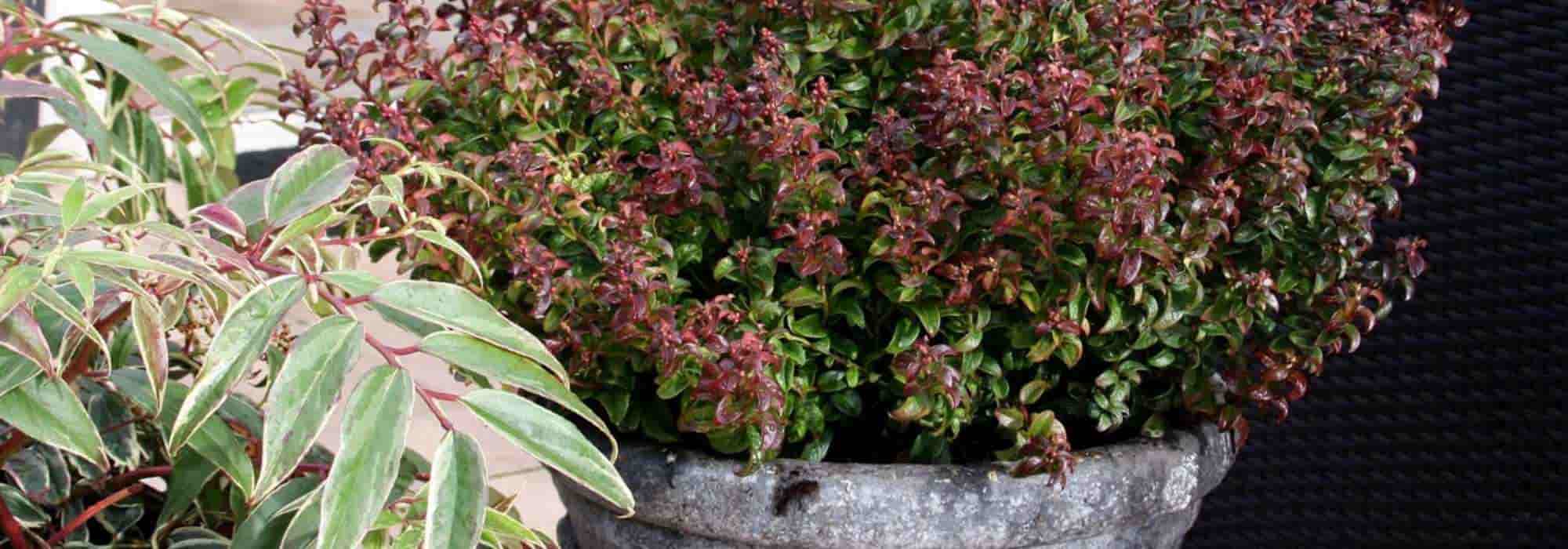 Growing a leucothoe in a pot