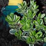 Planting: The Misguided Good Ideas