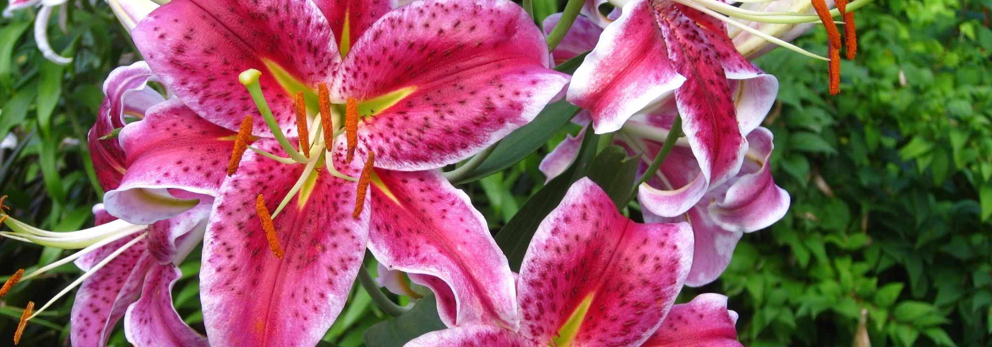 Lilies: the most fragrant