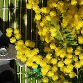 When and how to prune a Mimosa?