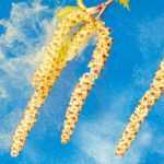 Pollen allergy: how to protect yourself?