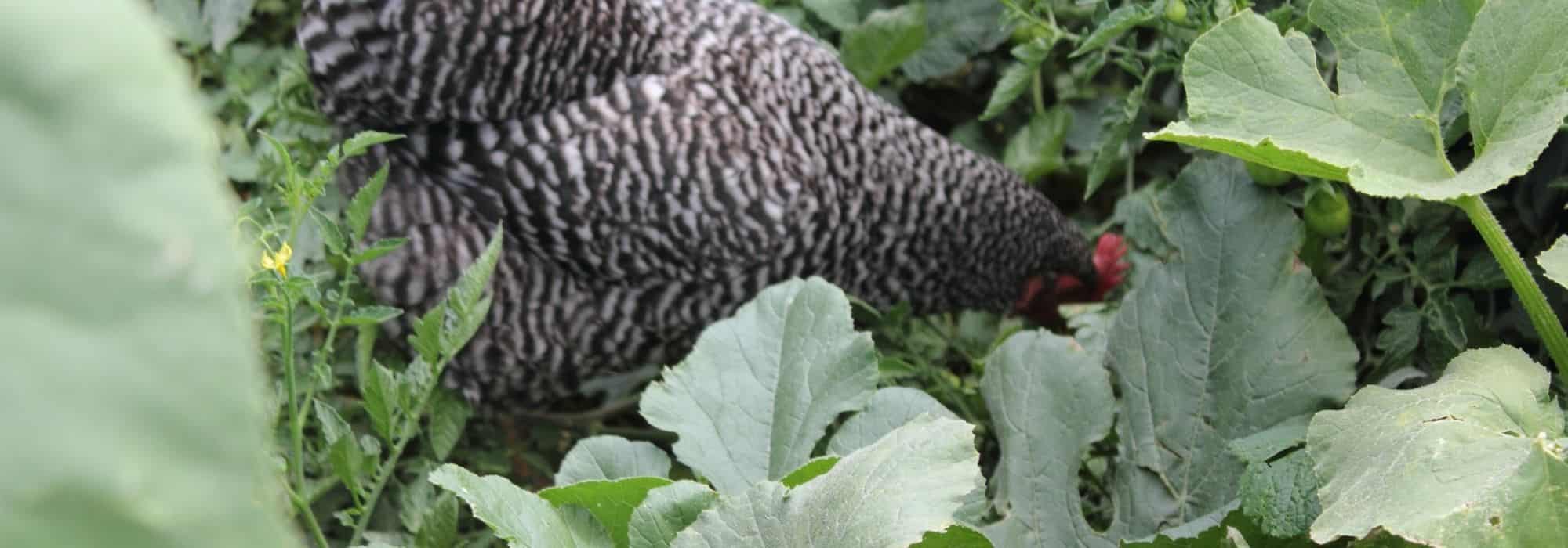 How to protect your vegetable garden from chickens?