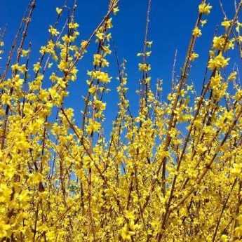 Pruning forsythia