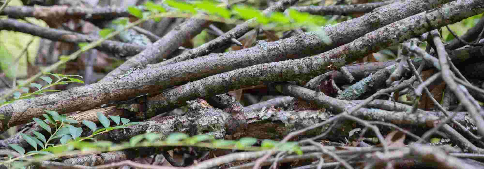 A pile of branches or dead wood for garden wildlife