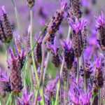 6 Mediterranean perennials