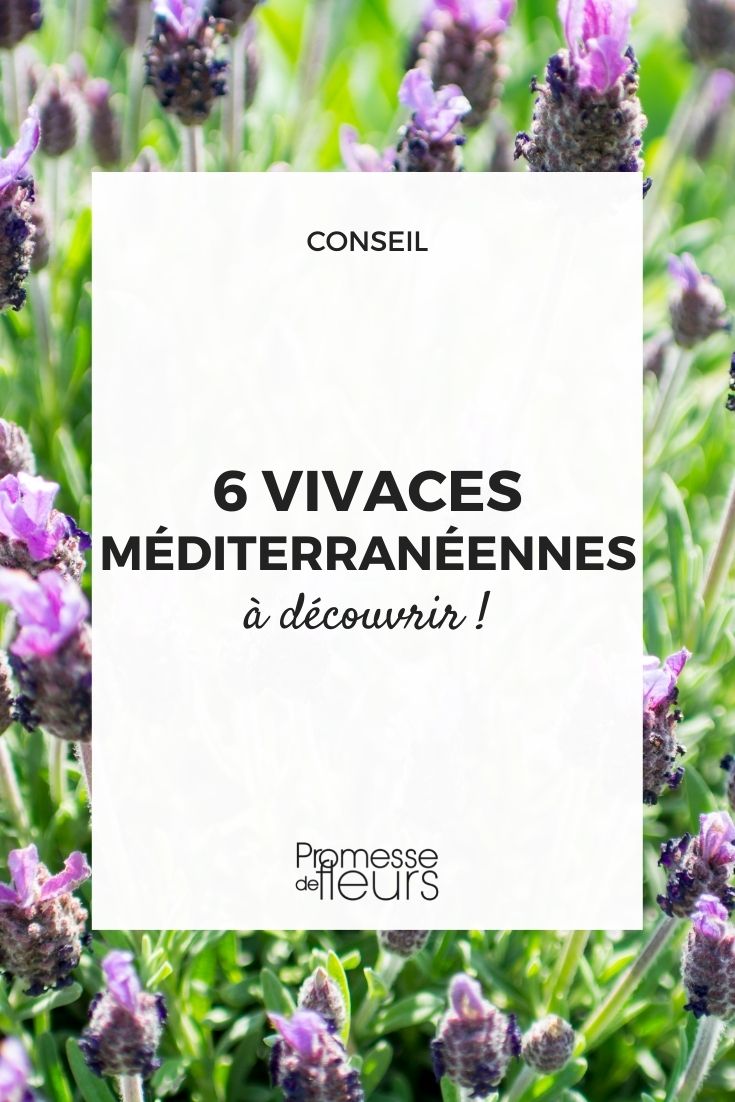 Mediterranean Perennial Plants