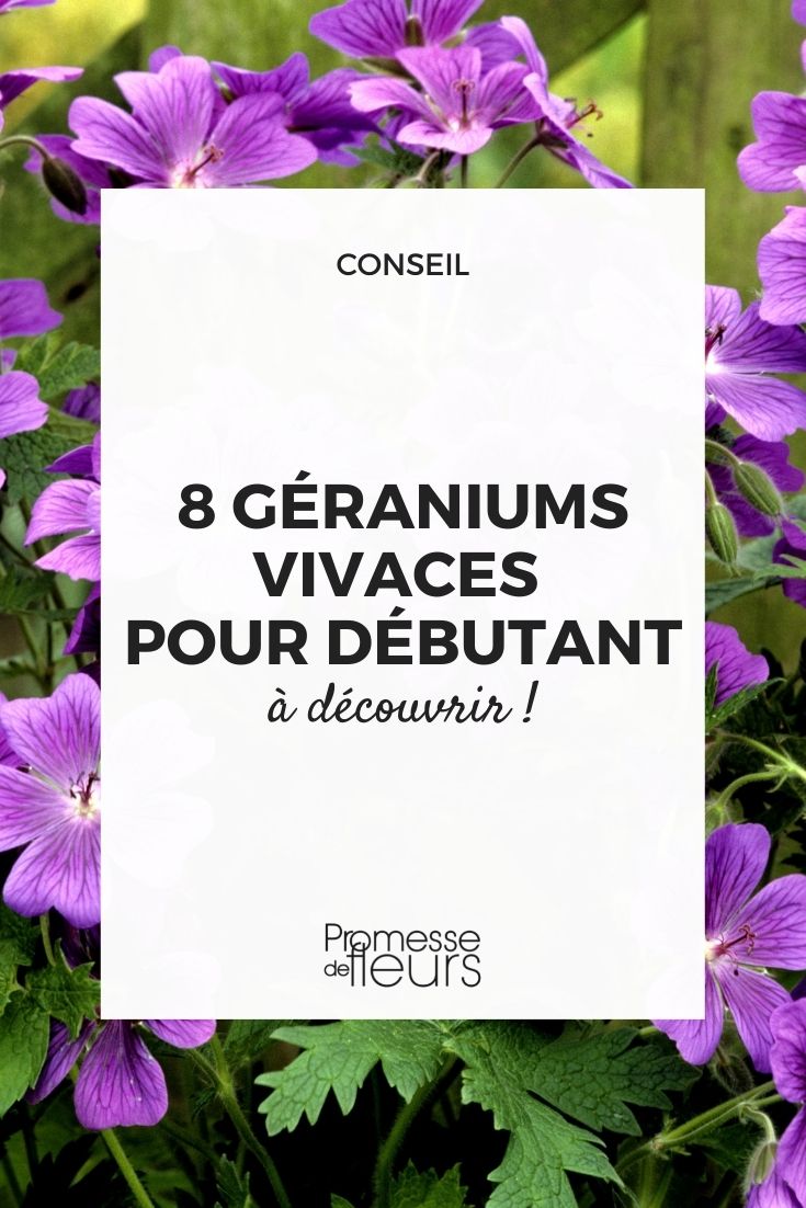 Easy-to-Grow Perennial Geraniums in the Garden