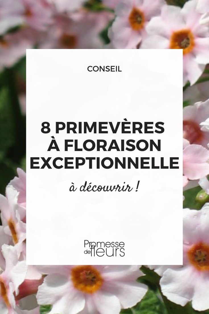 primroses with exceptional flowering Primula, beautiful flowering