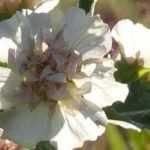 Alcalthaea: Planting, Pruning, Care