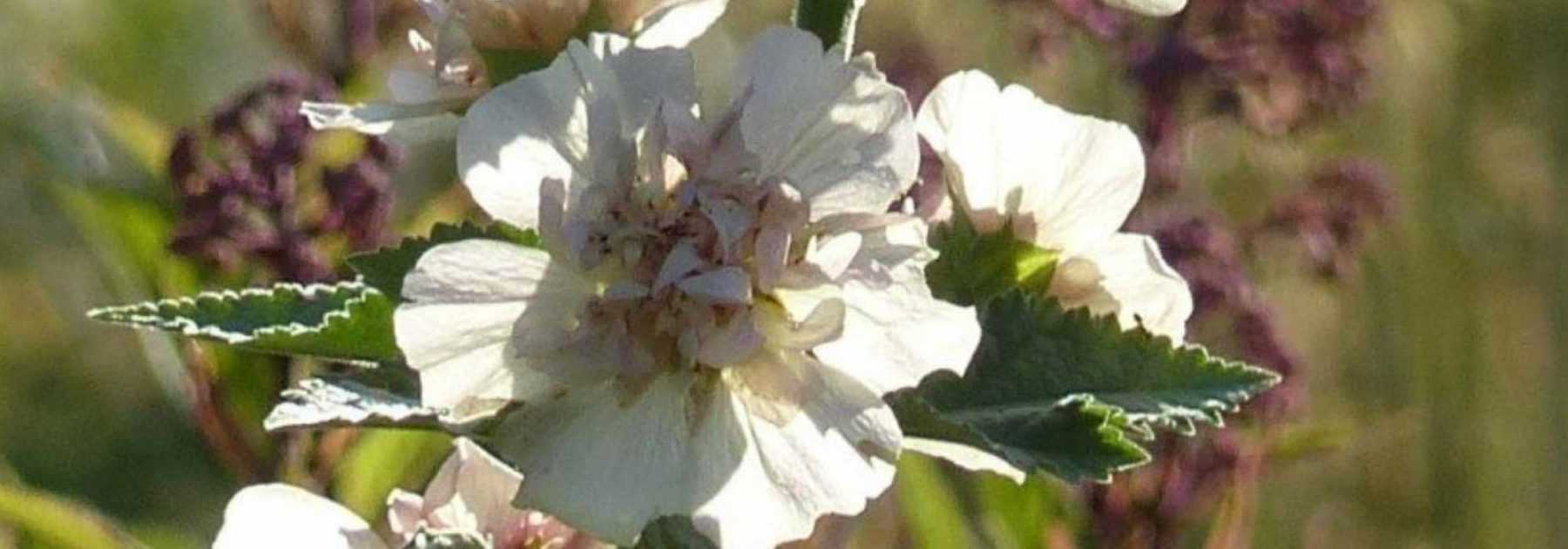 Alcalthaea: Planting, Pruning, Care