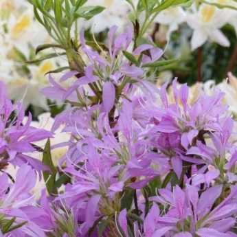 How to Prune an Azalea?