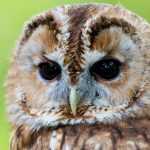 Tawny Owl in the Garden
