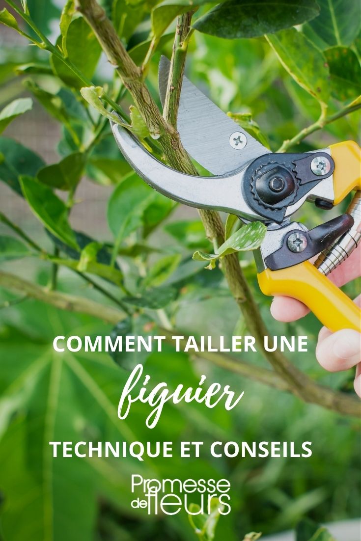 How to Prune a Fig Tree