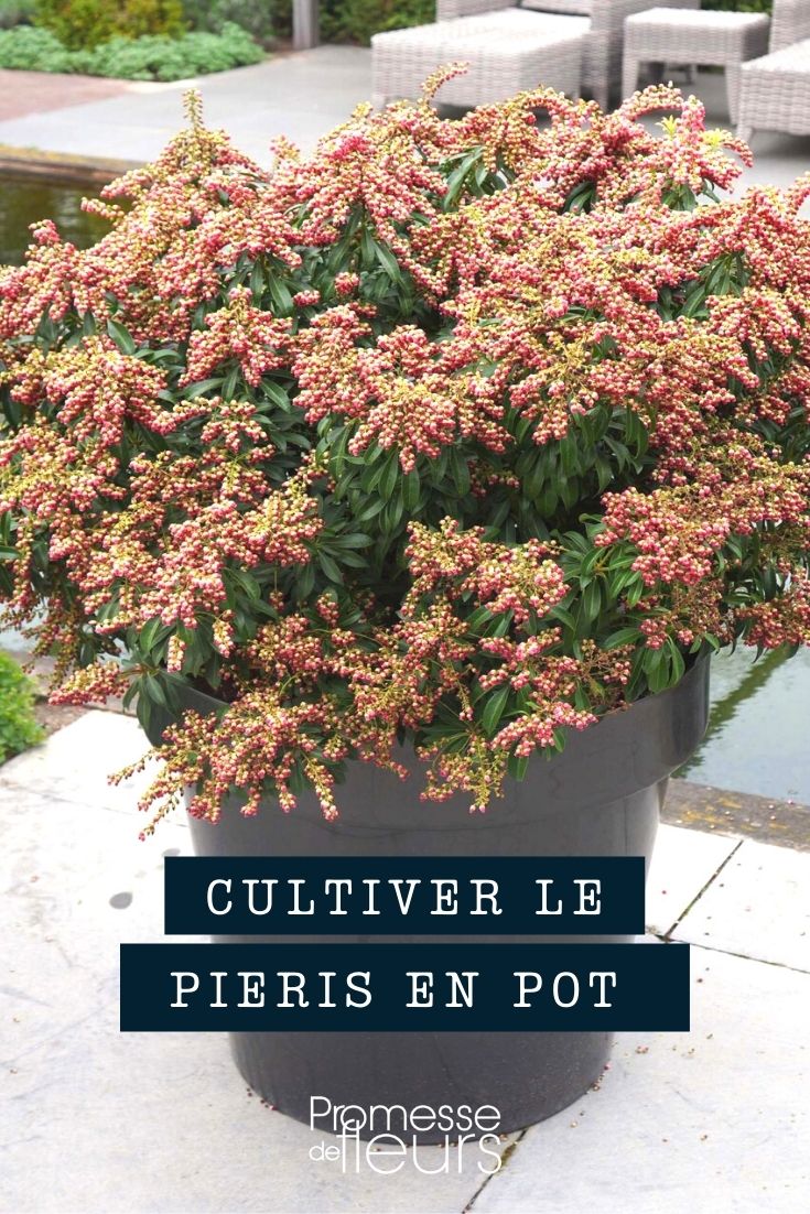 Growing Pieris in Pots and Planters

Pieris, often known as 'Lily-of-the-Valley Bush', is a charming addition to any garden space, including those with limited ground area. Cultivating Pieris in containers allows you to enjoy this beautiful shrub even on patios, balconies, or other confined spaces. Here’s a guide to help you successfully grow Pieris in pots and planters.

**Choosing the Right Container**
Select a pot that is large enough to accommodate the root ball of your Pieris with extra space for growth. Ensure the container has adequate drainage holes to prevent waterlogging, which Pieris roots are particularly sensitive to.

**Soil and Planting**
Pieris thrives in acidic, well-drained soil. Use a rhododendron or ericaceous compost, which is specifically formulated for acid-loving plants. When planting, position the root ball so that it is just below the rim of the pot, allowing space for watering.

**Location**
Position your container in a spot that receives partial shade, as Pieris prefers cooler conditions. Avoid full sun, especially during the hottest parts of the day, to prevent scorching the leaves.

**Watering and Feeding**
Regular watering is crucial, especially in the growing seasons of spring and summer. The soil should be kept moist but not waterlogged. During the growing season, feed your Pieris every four to six weeks with a fertilizer suitable for acid-loving plants.

**Winter Care**
Pieris is relatively hardy, but in containers, it is more exposed to frost. During severe winter conditions, protect the pot with bubble wrap or burlap and consider moving it to a sheltered location.

By following these tips, your Pieris will thrive in a pot or planter, adding a touch of elegance to your outdoor space with its evergreen foliage and beautiful spring blooms.