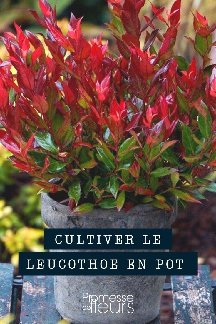 Growing Leucothoe in Pots and Planters