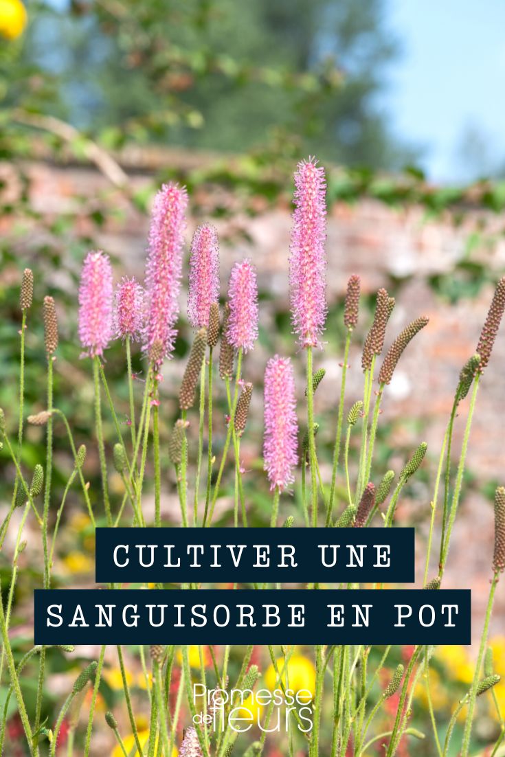 Growing a sanguisorba in a pot