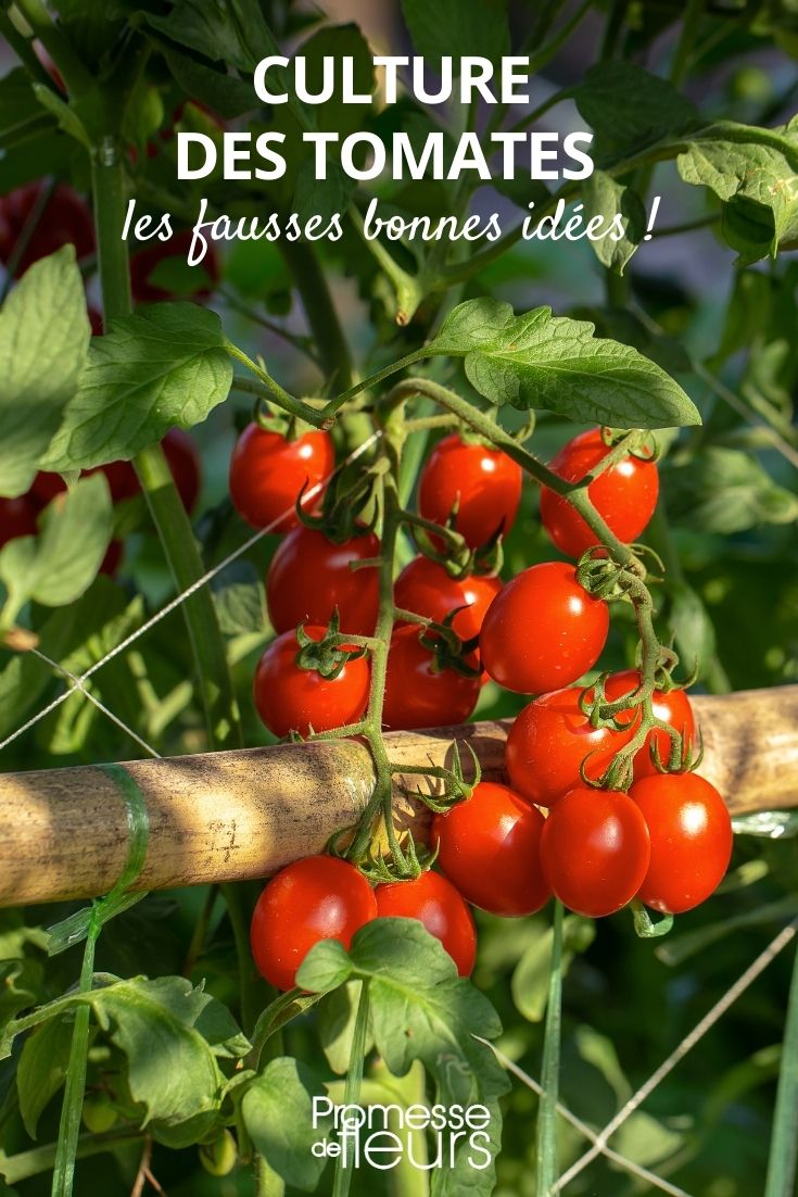 common misconceptions about growing tomatoes