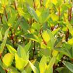 Associate the Drimys