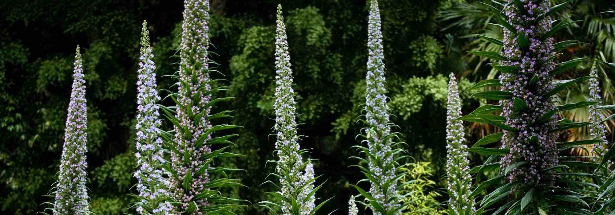 Associate Echium or viper's bugloss