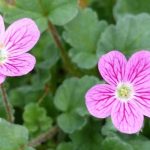 Growing an Erodium in a pot
