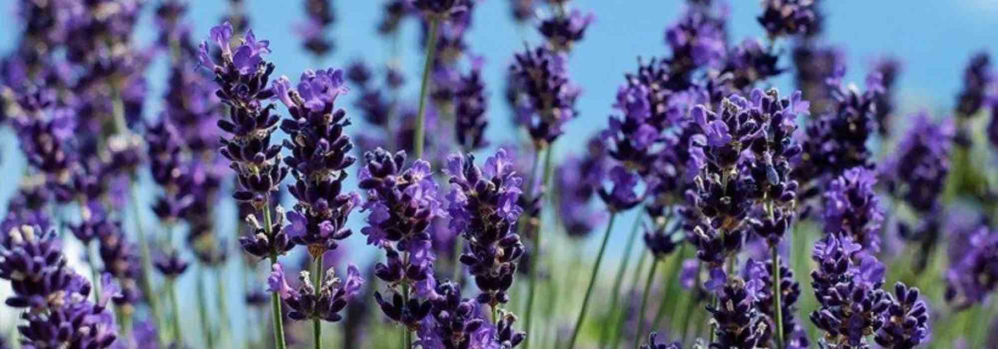 Lavender: the best varieties for pots