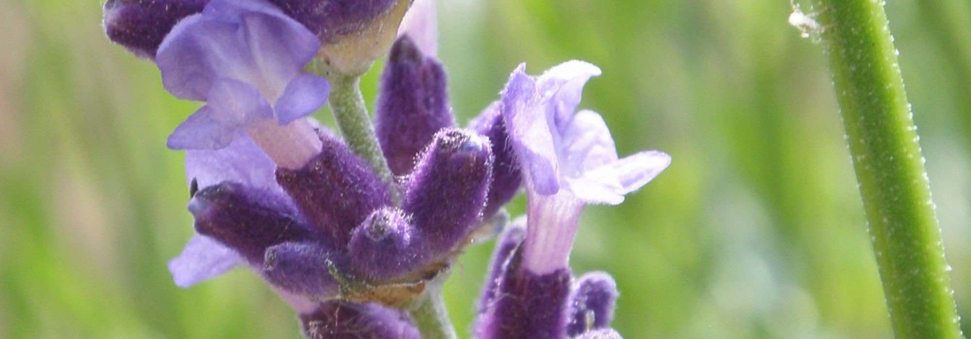Lavender: the most beautiful varieties with purple flowers