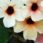 Growing Black-eyed Susan in a pot