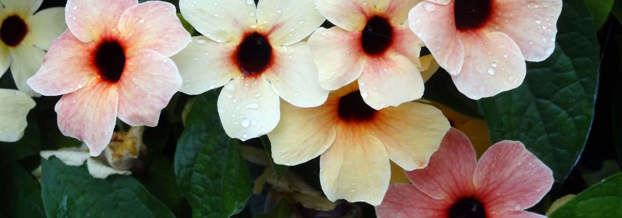 Growing Black-eyed Susan in a pot