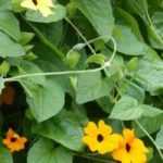 Diseases and pests of Black-eyed Susan