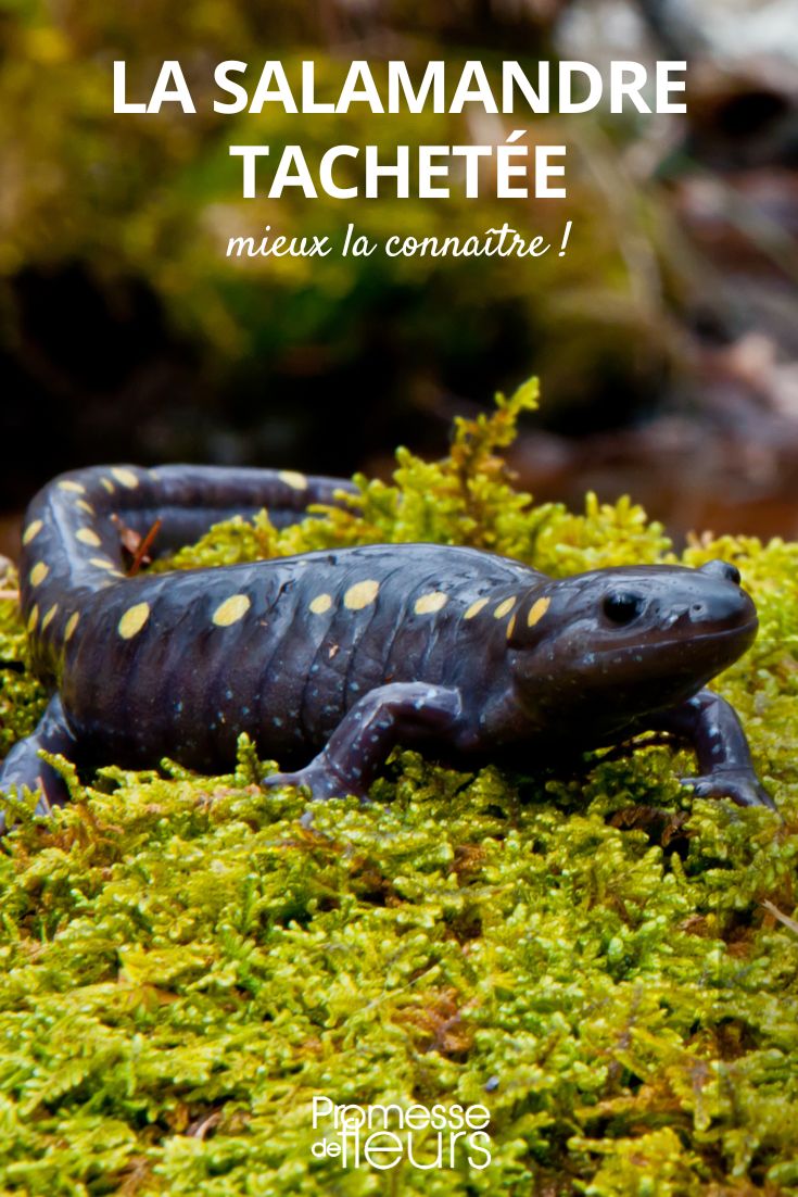 The Spotted Salamander salamander