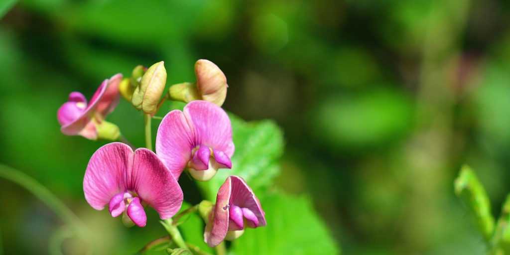 Lathyrus: Planting, Growing and Caring