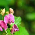 Lathyrus: Planting, Growing and Caring