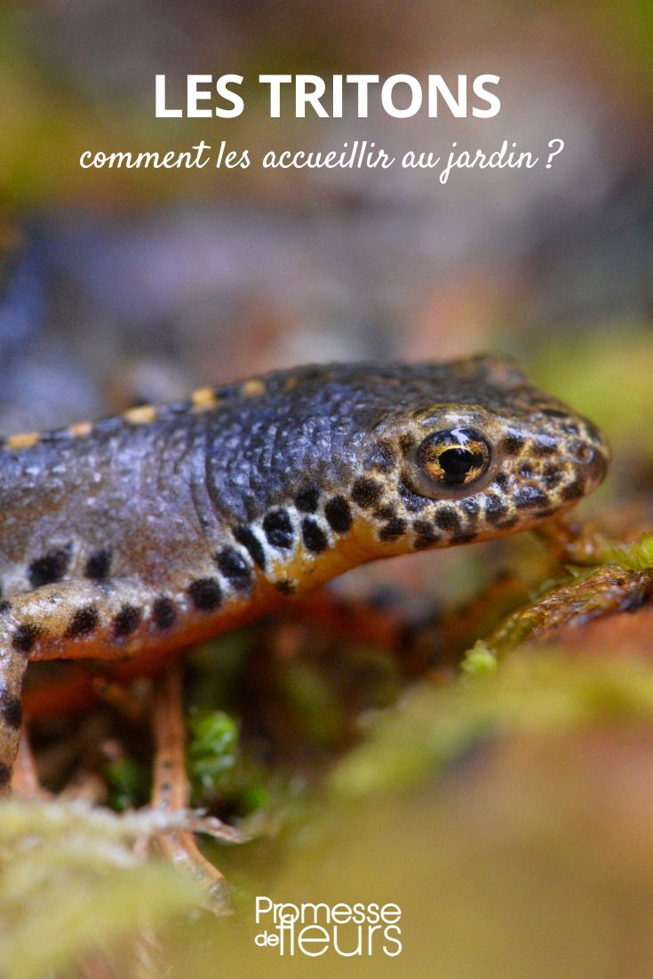 Welcoming newts in the garden, pond