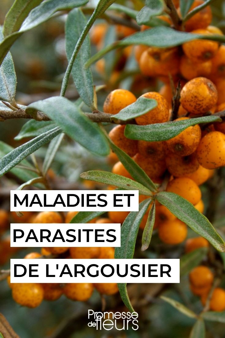 Diseases and Parasites of Sea Buckthorn
