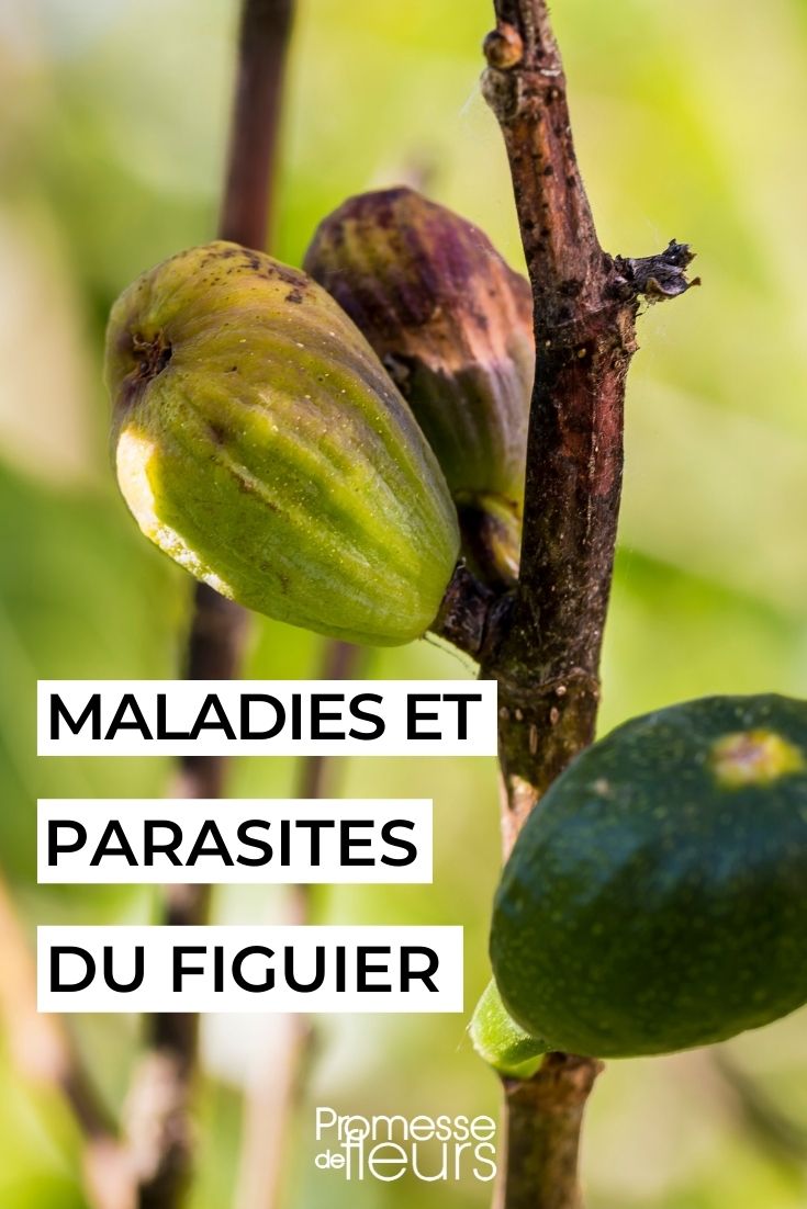 Diseases and Parasites of the Fig Tree